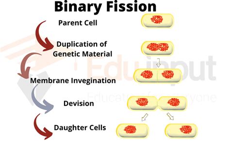 binary fission for kids.